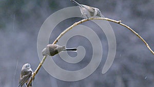 Sliver-faced Tit