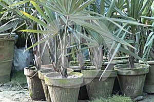 Sliver fan palms planted in a clay pots in plant nursery