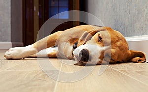 Sleeping beagle dog on the wood floor