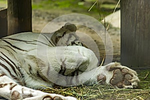 Slleping white tiger