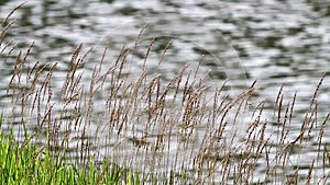 Slo-Mo Lalang Grass By The Pond 6