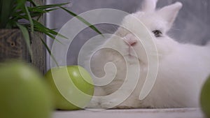 Slo-mo of a white rabbit breathing and licking