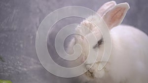 Slo-mo of a white rabbit licking his paws