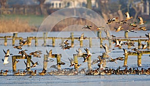 Slobeend, Northern Shoveler, Anas clypeata