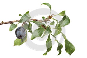 Sloe