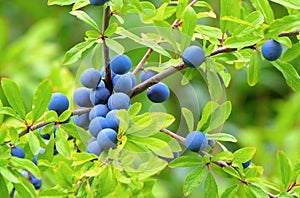 Sloe