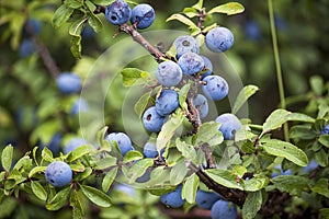 Sloe berries