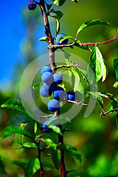 ripe wild sloe berries on the plant photo