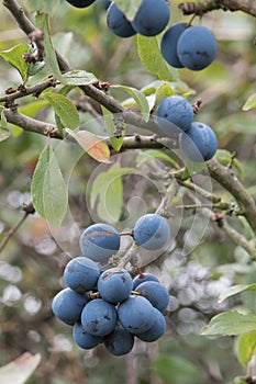 Prugnolo frutti di bosco predefiniti nuovo foresta 