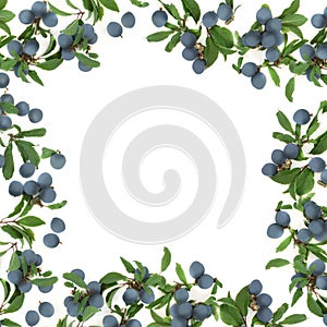 Sloe Berry Abstract Border