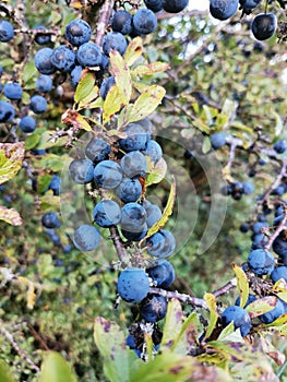 Sloe Berry fruit blackthorn Bush gin