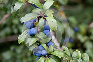 Sloe or blackthorn fruit tree