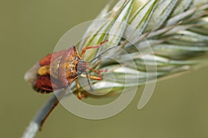 Sloe bug on the corn