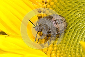 Sloe bug, dolycoris baccarum