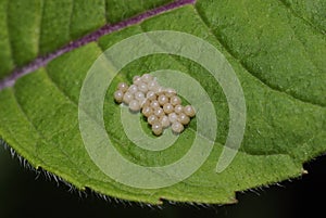 Sloe Bug eggs