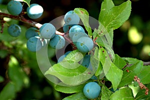 Sloes