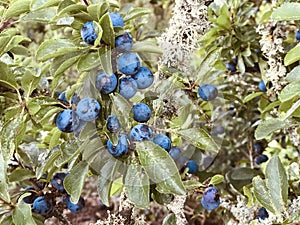 Prunus spinosa