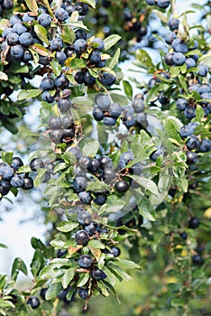 Sloes