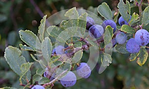Sloes - fruit of the Blackthorn