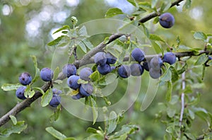 Sloes, fruit of the blackthorn