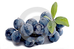 Sloes isolated