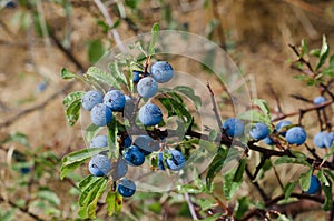 Sloes