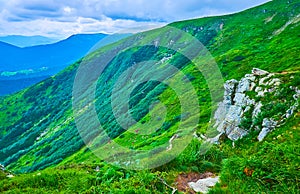The slope with Alpine Tundra grasses, Mount Hoverla, Carpathians, Ukraine