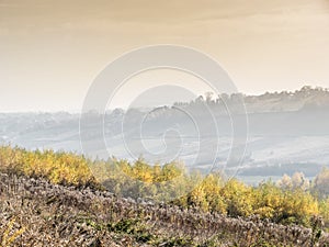 Slope with birch woodlet