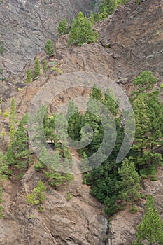 Slope with Canary Island pines and firetree. photo