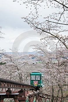 Slope car passing cherry blossom tunnel at Funaoka Castle Ruin Park,Shibata,Miyagi,Tohoku,Japan