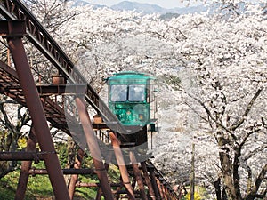 Slope car passing through tunnel of cherry blossom (Sakura)