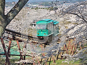 Slope car passing through tunnel of cherry blossom (Sakura)