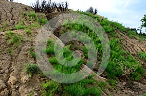 a slope covered with horsetail. inhabits inhospitable