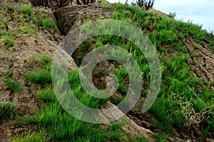 a slope covered with horsetail. inhabits inhospitable photo