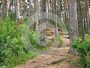 The slope of the forest hill, covered with pines and winding rhizomes.