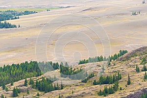 Slope of gentle hill is covered with coniferous trees and dry grass. Autumn landscape of mountainous terrain