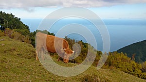On the slope of the island, a cow eats green grass.