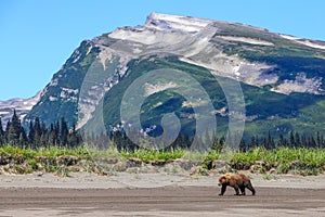 Slope Mountain Lake Clark Alaska Brown Bear