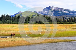 Slope Mountain Lake Clark Alaska Brown Bears