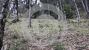 The slope of the mountain with large trees in the spring