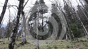 The slope of the mountain with large trees in the spring