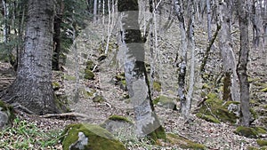 The slope of the mountain with large trees in the spring