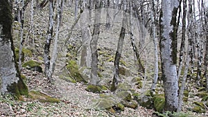 The slope of the mountain with large trees in the spring