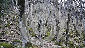 The slope of the mountain with large trees in the spring