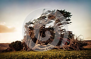 Slope Point New Zealand Trees