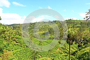 The slopes of the mountains in the tea plantations