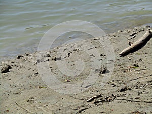 The sloping banks of the Tisza River