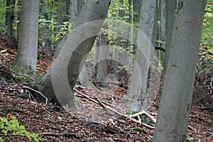 Sloping Beech in a Beech forest