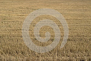 sloping field of barley