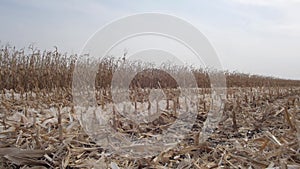 Sloping field of corn